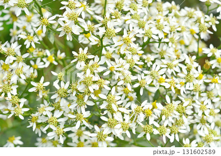 植物：シロヨメナ　キク科 131602589