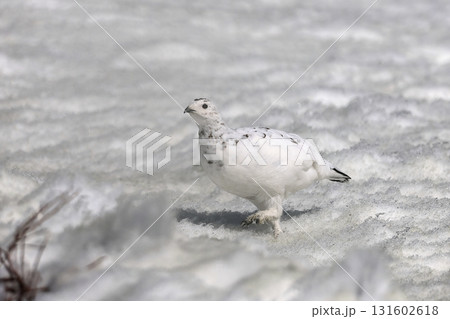 雪原を歩くライチョウのメス 131602618