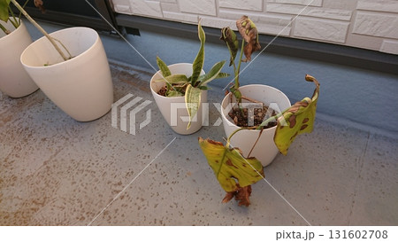 枯れてしまった観葉植物 枯れてしまった観葉植物 131602708