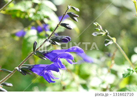 植物：サルビア・ガラニチカ　シソ科 131602710