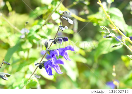 植物:サルビア・ガラニチカ シソ科 植物:サルビア・ガラニチカ シソ科 131602713