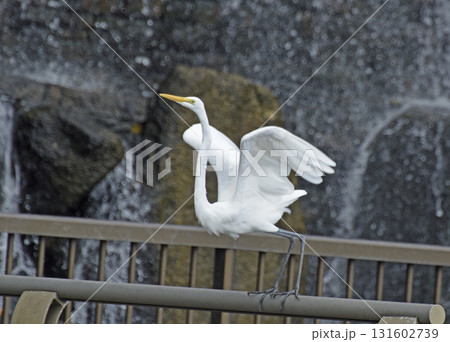 ステップ ステップ 131602739