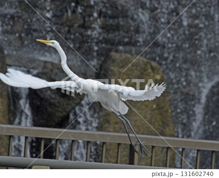飛びます 飛びます 131602740