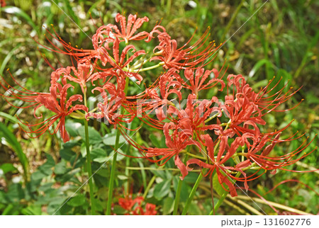 季節に咲く 131602776