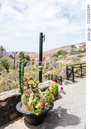 明るい日差しの下のサボテンの植木鉢と乾燥した山と丘　フエルテベンテュラ島の内陸のベタンクリアにて 131602844