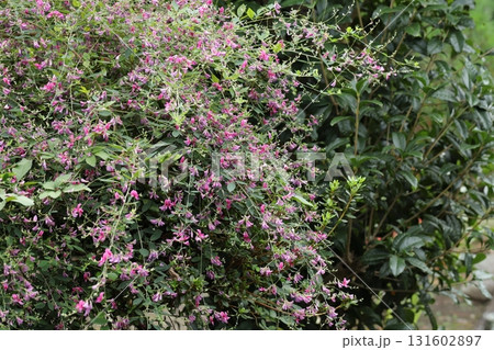 鎌倉寺院の萩の花 131602897