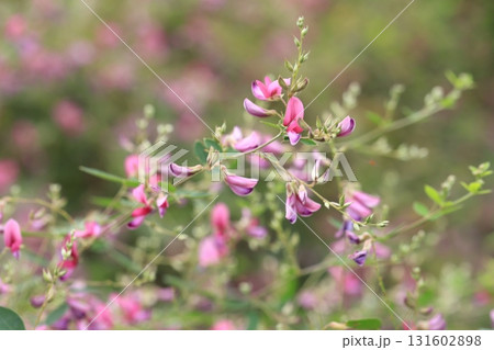 鎌倉寺院の萩の花 131602898