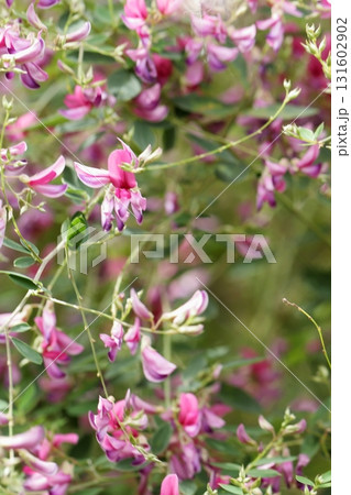鎌倉寺院の萩の花 131602902