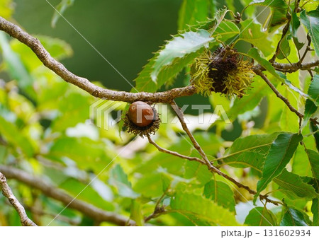秋には実が付きますが 131602934