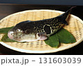 活けとらふぐ 131603039