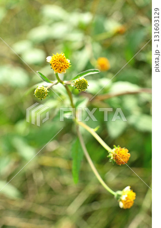植物：コセンダングサ　キク科 131603129