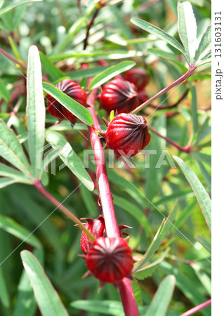 植物:ローゼル アオイ科 植物:ローゼル アオイ科 131603131