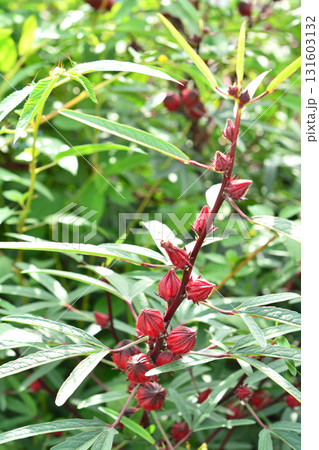 植物:ローゼル アオイ科 植物:ローゼル アオイ科 131603132