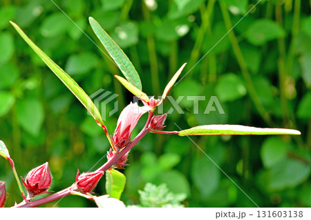 植物:ローゼル アオイ科 植物:ローゼル アオイ科 131603138