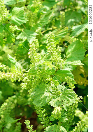 植物：シソ　シソ科 131603283