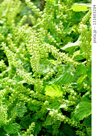 植物:シソ シソ科 植物:シソ シソ科 131603284