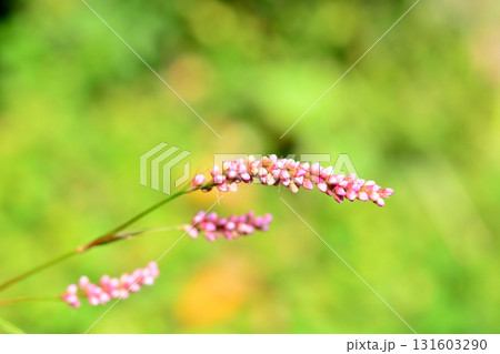 植物:イヌタデ タデ科 植物:イヌタデ タデ科 131603290