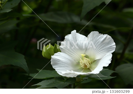 鎌倉寺院の芙蓉の花 131603299