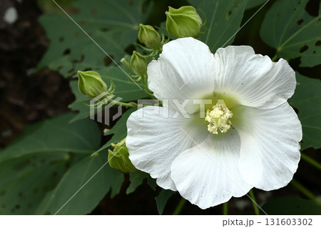 鎌倉寺院の芙蓉の花 131603302
