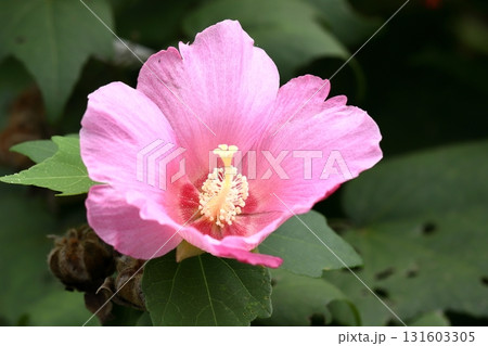 鎌倉寺院の芙蓉の花 鎌倉寺院の芙蓉の花 131603305