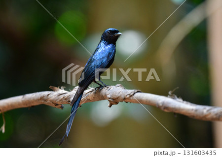 タイなど、東南アジアの熱帯雨林で見られる漆黒の羽が特徴的な美しい小鳥ヒメオウチュウ 131603435