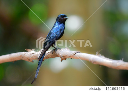 タイなど、東南アジアの熱帯雨林で見られる漆黒の羽が特徴的な美しい小鳥ヒメオウチュウ 131603436