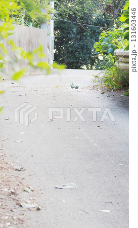 散歩コースの坂道を行く 散歩コースの坂道を行く 131603446