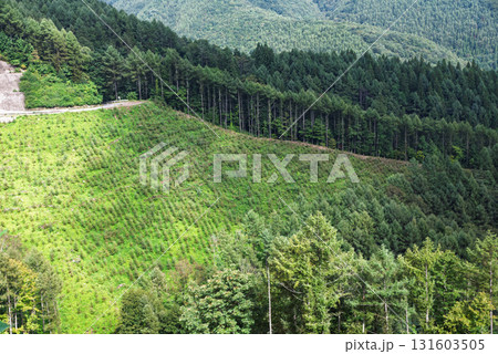 植林中の山の斜面 植林中の山の斜面 131603505