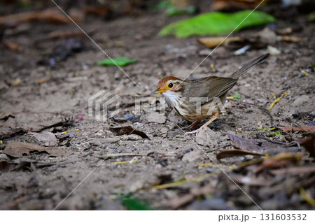 タイなど、東南アジアの熱帯雨林で見られる縦じま模様が特徴的なかわいい小鳥ムナフジチメドリ 131603532