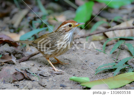 タイなど、東南アジアの熱帯雨林で見られる縦じま模様が特徴的なかわいい小鳥ムナフジチメドリ タイなど、東南アジアの熱帯雨林で見られる縦じま模様が特徴的なかわいい小鳥ムナフジチメドリ 131603538