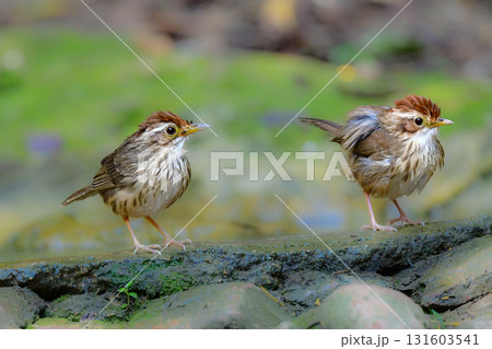 タイなど、東南アジアの熱帯雨林で見られる縦じま模様が特徴的なかわいい小鳥ムナフジチメドリ 131603541