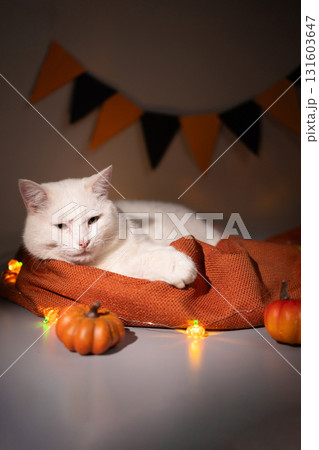 White Cat Relaxes on Orange Blanket Surrounded by Pumpkins and Halloween Decorations 131603647
