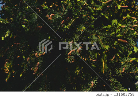 Fresh green saturated spruce branches fir with cones,needles.Deep shadow 131603759