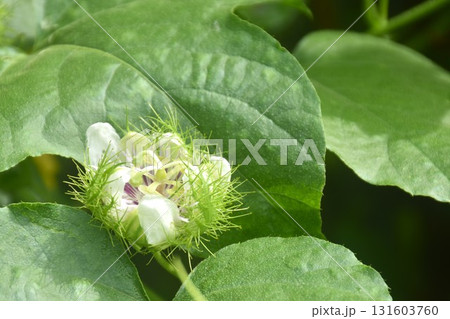 scarlet passion fruit flower or passiflora foetida tropical herb growing in backyard garden 131603760