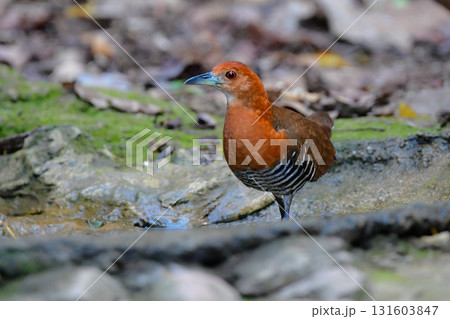 石垣島や、タイなど、東南アジアの熱帯雨林で見られる赤茶色と白黒縞模様の目立つオオクイナ 131603847