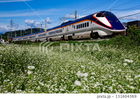 E3系　つばさ　蕎麦の花 131604369