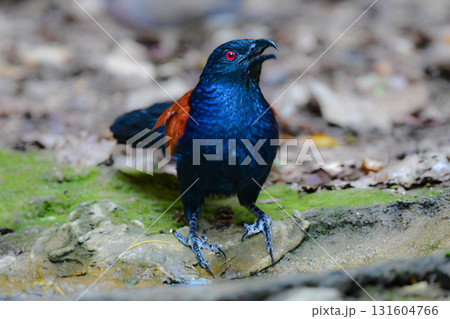 タイなど、東南アジアの熱帯雨林で見られる黒と茶色のコントラストが特徴的な美しいオオバンケン 131604766