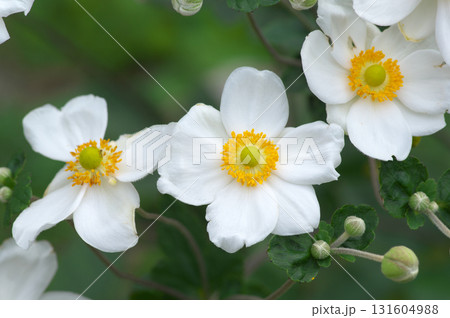 白色の花を咲かせるシュウメイギク 白色の花を咲かせるシュウメイギク 131604988