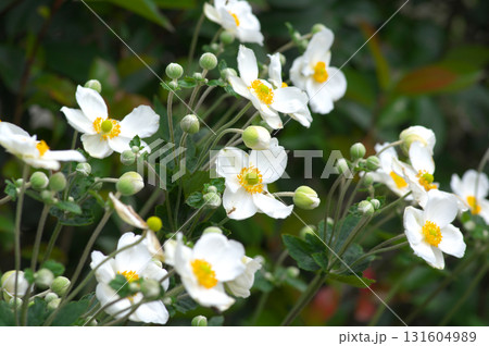 白色の花を咲かせるシュウメイギク 131604989
