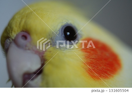 オカメインコ オカメ インコ 131605504