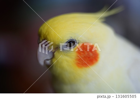 オカメインコ オカメ インコ 131605505