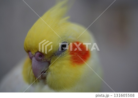 オカメインコ オカメ インコ 131605508