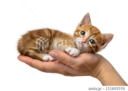Small ginger kitten lying peacefully in a person's cupped hands, symbolizing vulnerability and protection Small ginger kitten lying peacefully in a person's cupped hands, symbolizing vulnerability and protection 131605559