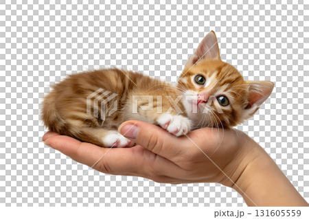 Small ginger kitten lying peacefully in a person's cupped hands, symbolizing vulnerability and protection Small ginger kitten lying peacefully in a person's cupped hands, symbolizing vulnerability and protection 131605559