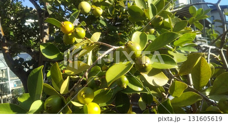 収穫時期になったグァバ 131605619