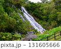 北海道知床 オシンコシンの滝 2025年8月 131605666