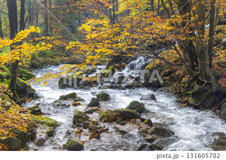 Autumn stream flows through a vibrant forest, leaves turning color, rocks covered with moss. Peaceful scenery. The Mala Fatra national park in Slovakia, Europe. 131605782