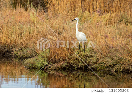 White heron in the Inciralti lagoon of Izmir 131605808
