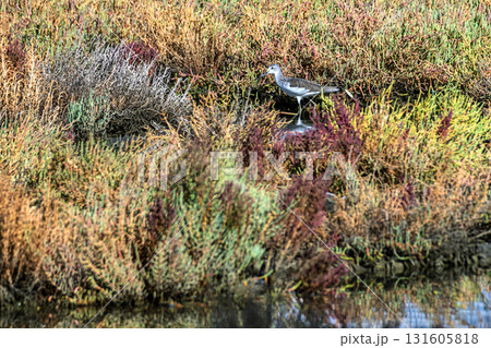 Flamingo searching for food in Inciralti Lagoon, Izmir Flamingo searching for food in Inciralti Lagoon, Izmir 131605818