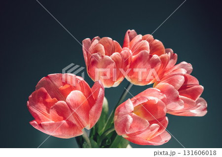 beautiful holiday bunch pink tulips arranged in vase with soft lighting. closeup. 131606018